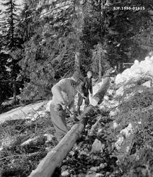 Barking av aptert granstamme i Bødalen i Vestre Gausdal i ma