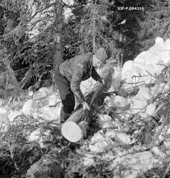 "Barking av tømmer for plass til øye.  Vestre Gausdal, Oppla