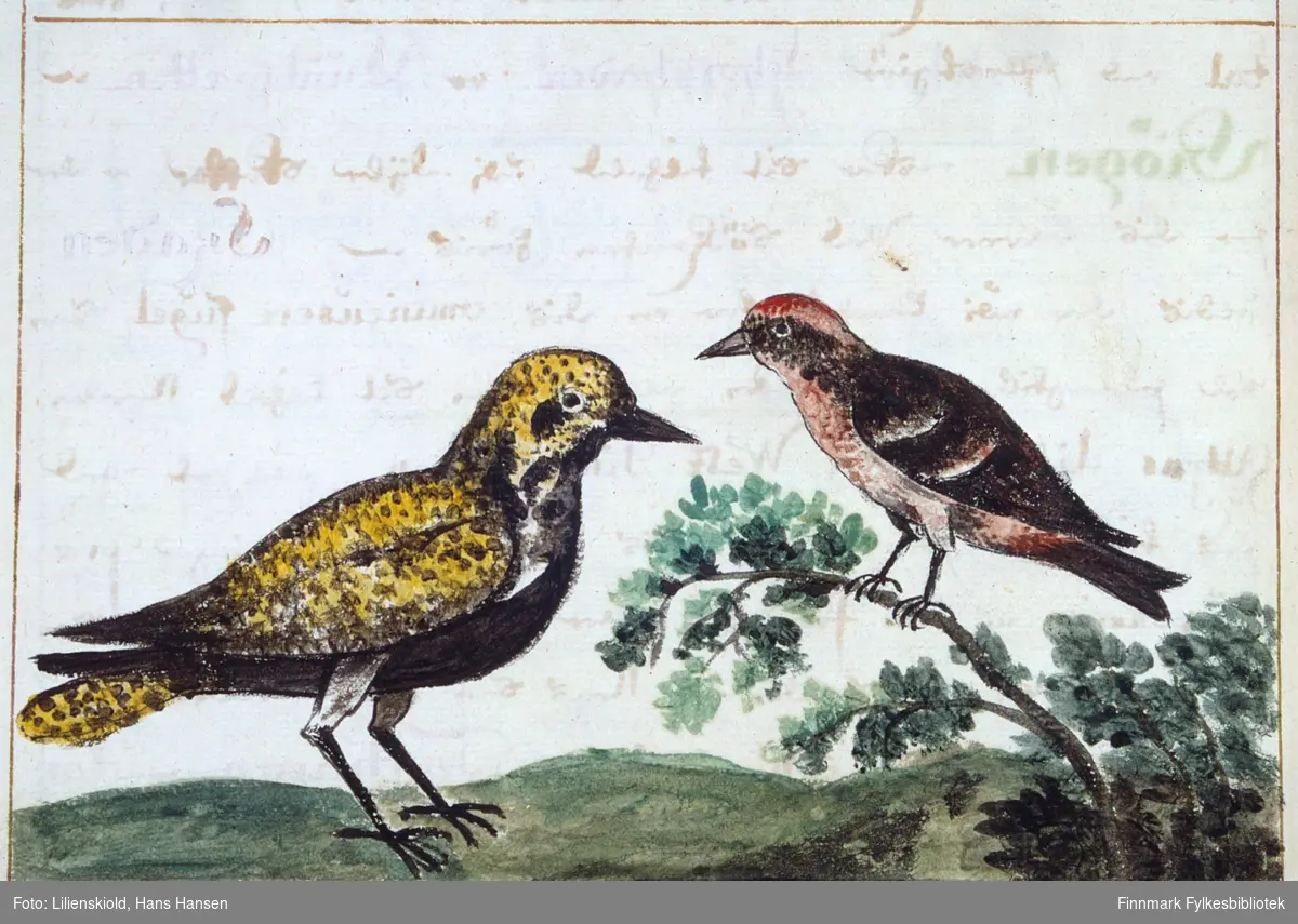 Illustrasjon til beskrivelse av fuglen Lilienskiold kaller heylom, dette kan ligne en heilo