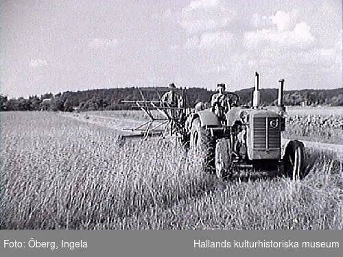 Skörd. Rune kör traktorn, modell Volvo T-43. På bild 2 och 3 kör Ingela Öberg
