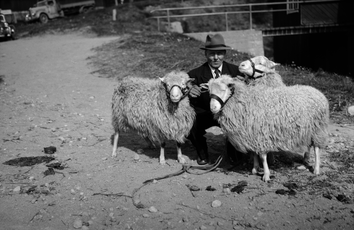 Svenska fåravelsföreningens 114:de baggauktion vid Ultuna - de tre högst betalda Västerbottensbaggarna med Albin Skoog, Granbergsträsk vid grimmorna, Uppsala 1945