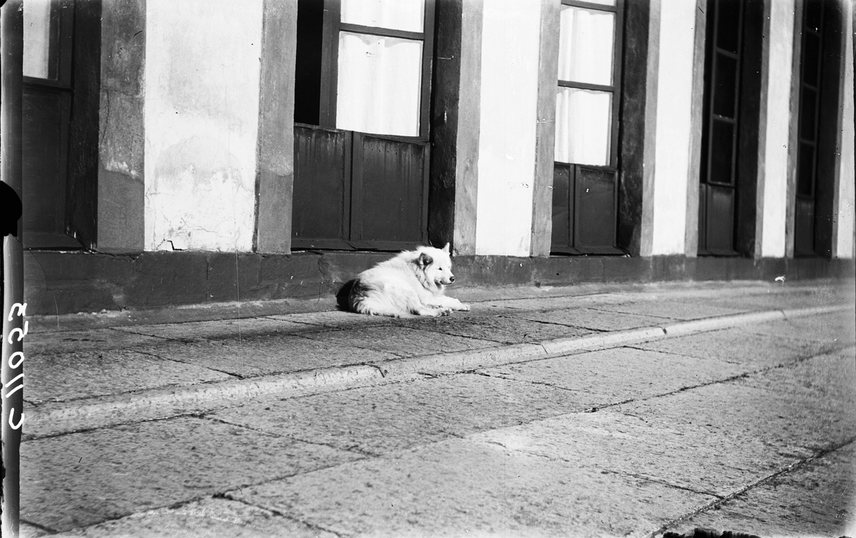 Drottning Victorias bilder. En hund liggande på trappan. Tullgarns ...