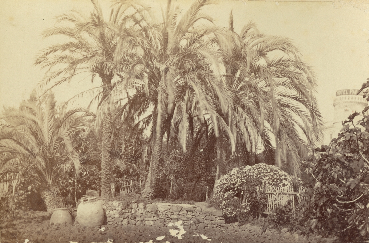 Park i Monte Carlo, Monaco, 1883.