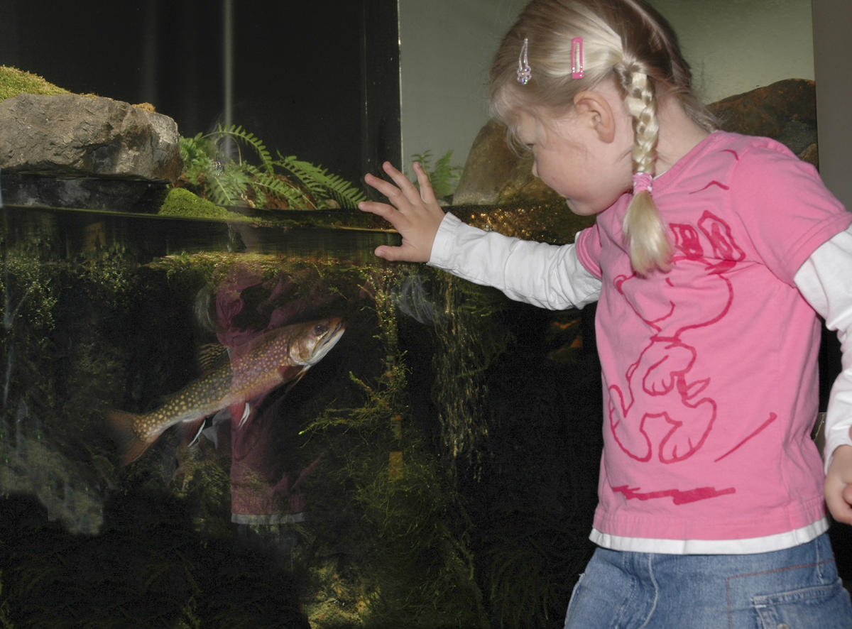 Mari ser på ørret i akvariet 12/4 2005. (Foto/Photo)