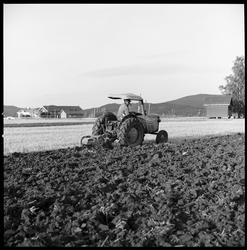 Driftsbilde fra landbruk. Nedpløying av kornåker, Krødsherad
