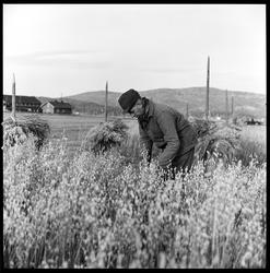 Driftsbilde fra landbruk. Prøvefelt, Krødsherad.