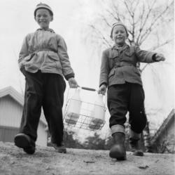 Vardens arkiv. "To gutter henter melk. Stathelle" 22.04.1954