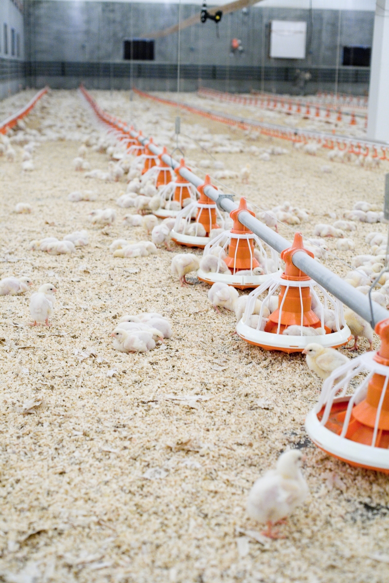 Foringsautomater og kyllinger i kyllingefarm