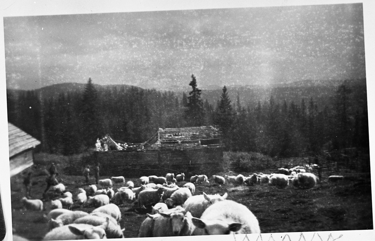 Vollumsætra i Kolbualmenninga ca. 1937. Fjøset er rett fram til høyre, til venstre grisehuset. Størhuset er det en del av til venstre. Bildet er tatt under sausamlinga etter at kua er dratt hjem. Eier av sætra var Ole Fjeldstad og Røishagen-kara.