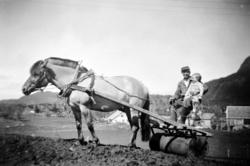 Våronn. Åkerrulle. Gårdbruker Olaf Dybvik med Karen-Anne Rød