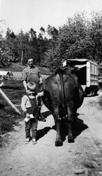 Kua på Bergem Gård skal sendes med bilen til slakteriet.
 Bi