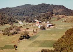Flyfoto fra gården til Olav Eikrem på Øydegard i Tingvoll ko
