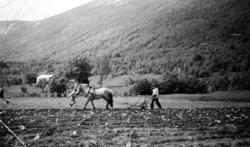 Pløying av åker med hest og plog. Det er ukjent hvem vi ser 