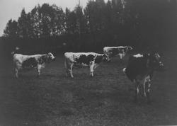 Fire røroskyr på beite på setra på Løvollan, Orvos