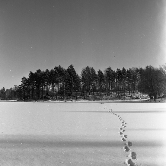 Piksborg från röjningsarbetet, februari 1960.