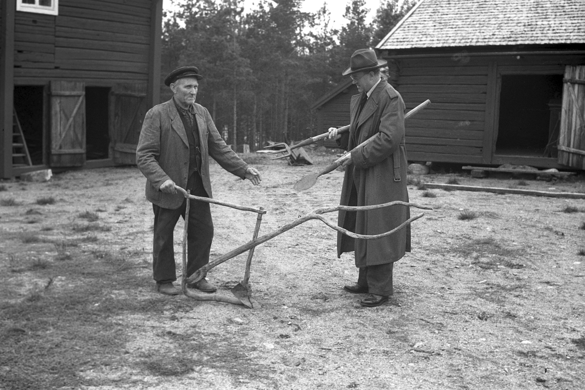 Potatisupptagning i Hille. 26 september 1946. Reportage för Arbetarbladet.