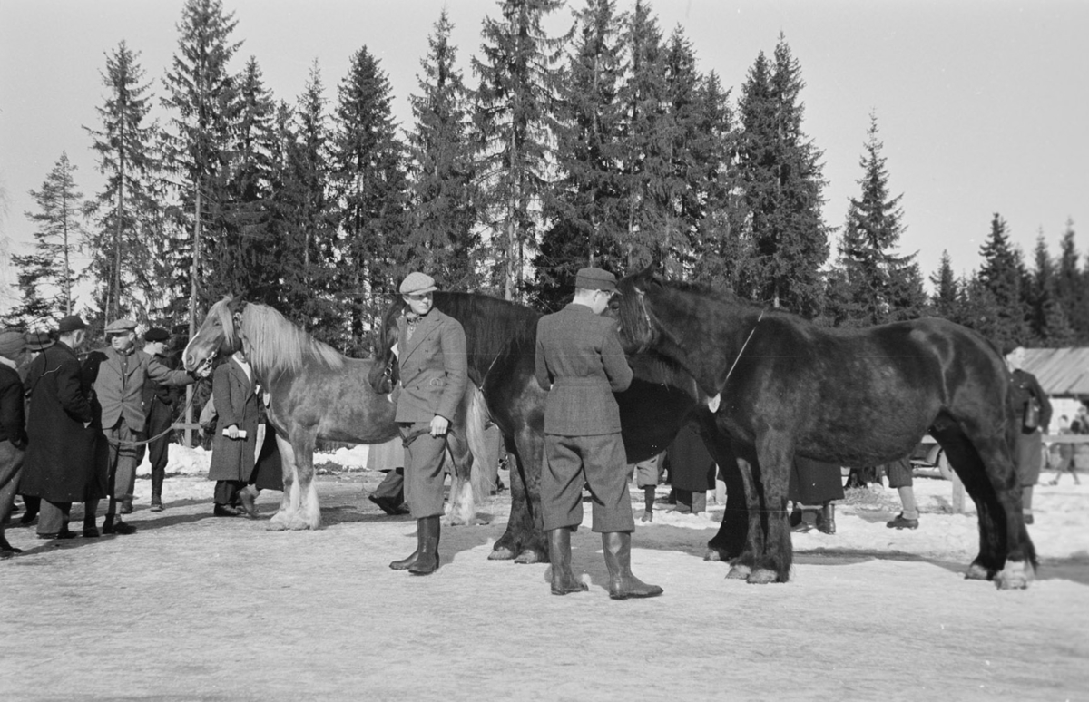 Husdyrutstilling, fesjå, hesteutstilling på Greveløkka i Hamar. Arrangementet ble fra gammelt av holdt på Utstillingsplassen, men under krigsårene la okkupantene beslag på stedet med brakkebebyggelsen sin. Utstillingen ble holdt på Greveløkka til 1948. 
Se NO-24635-01 til NO-24635-35. 
