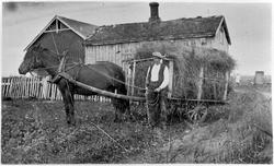 Høykjøring hos Fredrik Nilsen på gården Langrabben, Grande. 