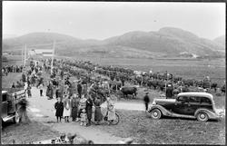 Fesjå på Vik / Ryggen Ørlandet