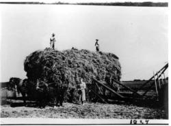 Høi lass. Colorado, U.S.A. 1937.