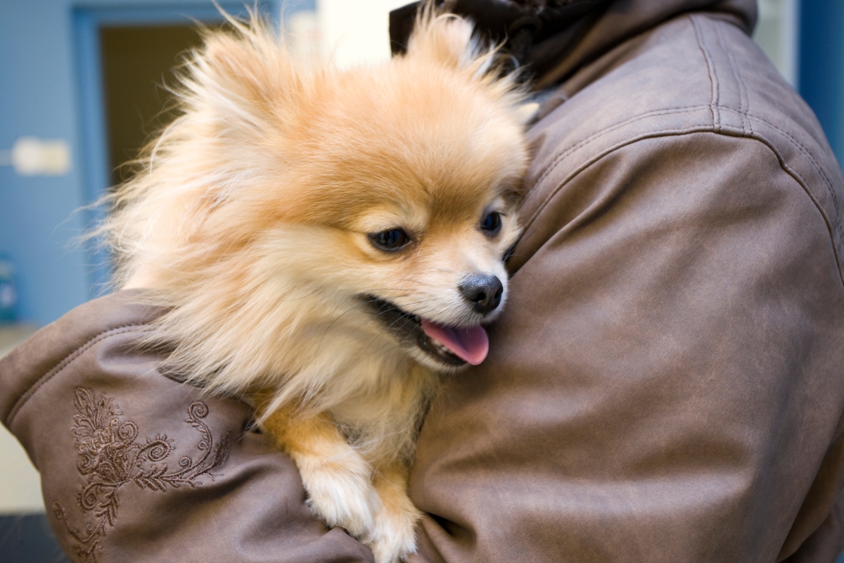 Hund hos veterinær. En hund av rasen pomeranian hviler i armene på sin eier.