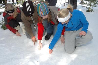 Elever som ser på sportegn i snø under et temadagsopplegg om rovdyr i regi av Anno Norsk skogmuseum. Foto/Photo