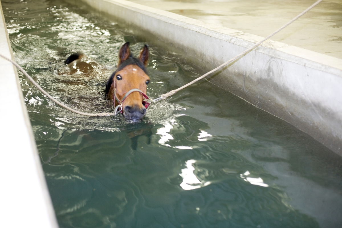 Svømme- og rehabiliteringssenter for hest. En hest svømmer i svømmebassenget.