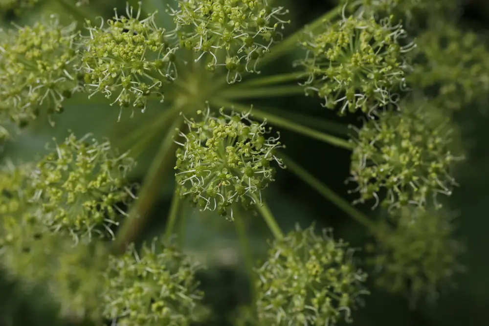 Bittesmå lysegrønne/ bleke blomster vokser sammen i litt løse kuler på tynne stilker som vokser sammen i en rosett på stilken.