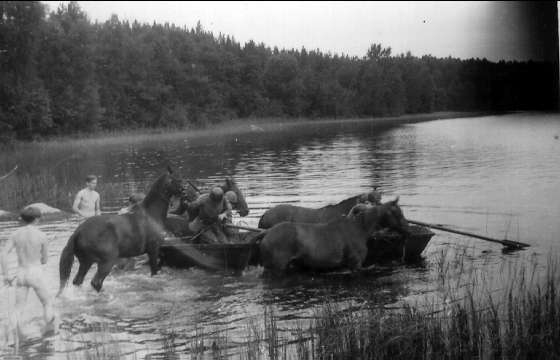Gälsjön 1946, överskeppning med överskeppningsbåt, fyra hästar.