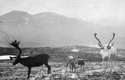 "Rener. G.9." står det på glassplaten. Fire reinsdyr står på