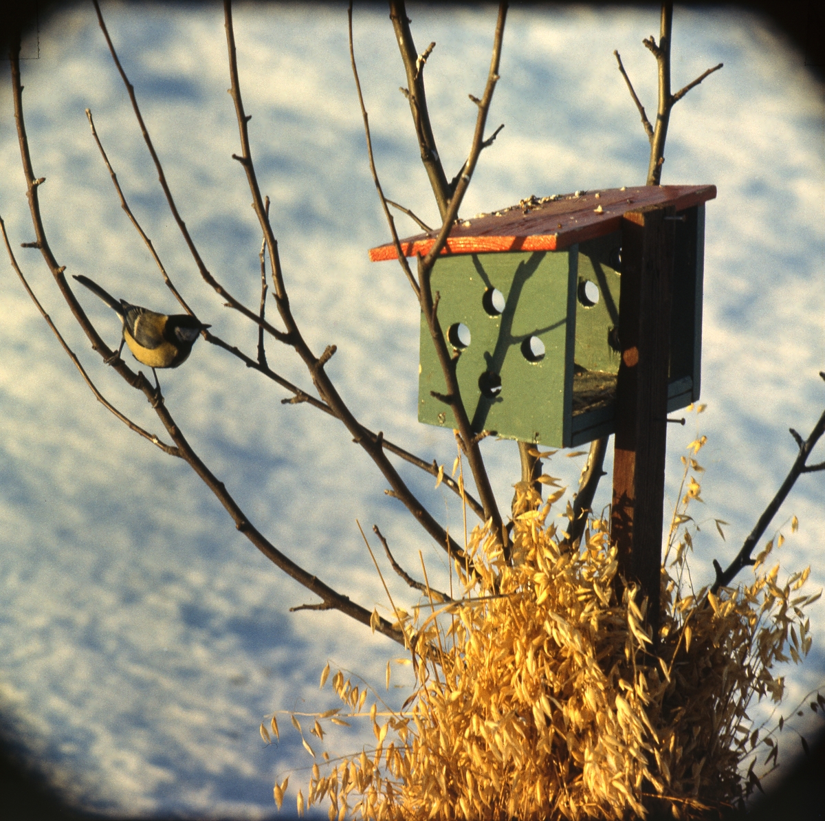 En fågelmatare på en stolpe, där det även finns en kärve. En talgoxe sitter på en kvist i närheten.