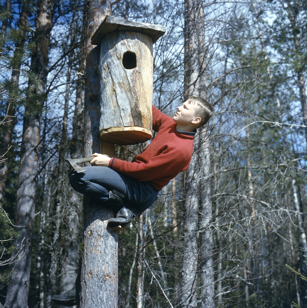 Pojke med yxa i handen har klättrat uppför tallstam med en stor fågelholk.
