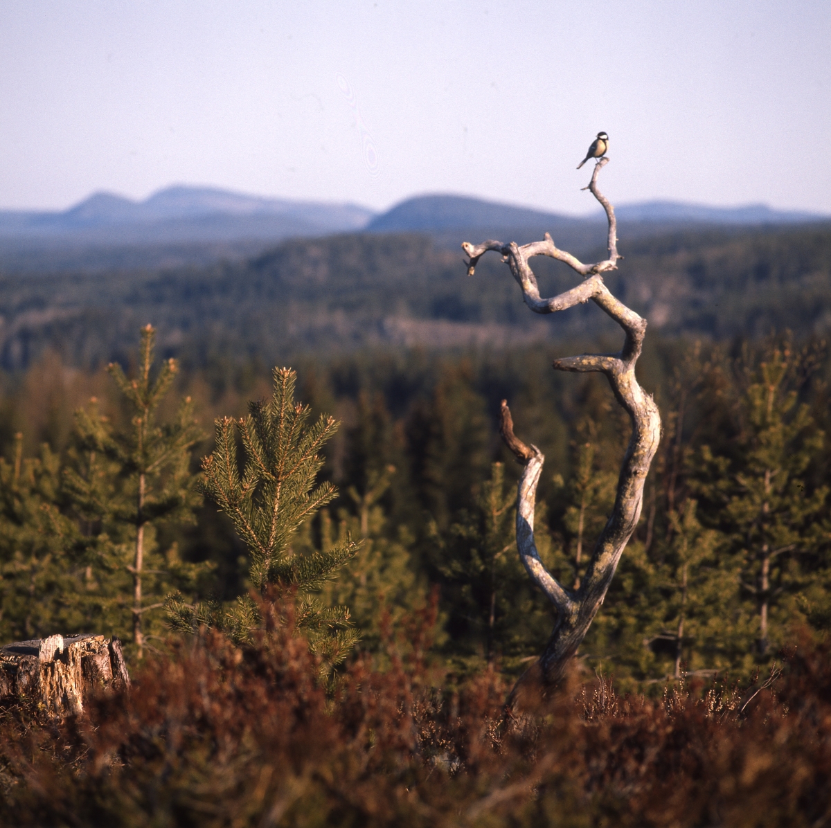 Talgoxe sitter i toppen av en torraka, med fin utsikt över landskapet med berg och skog.