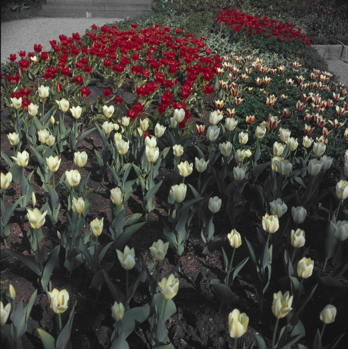 Blommande tulpaner i Rosenträdgårdens rabatt.