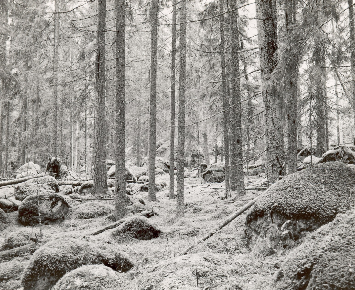Rumskulla socken
Norra Kvill
Nationalparken

Foto E. Barkstam 1946