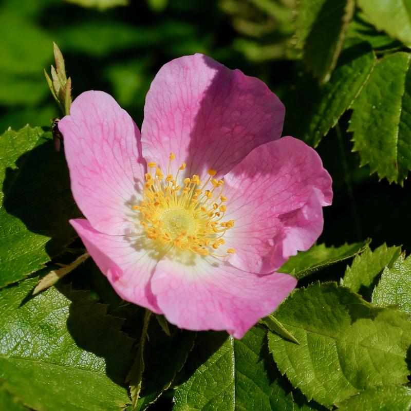 Eplerose - Domkirkeodden