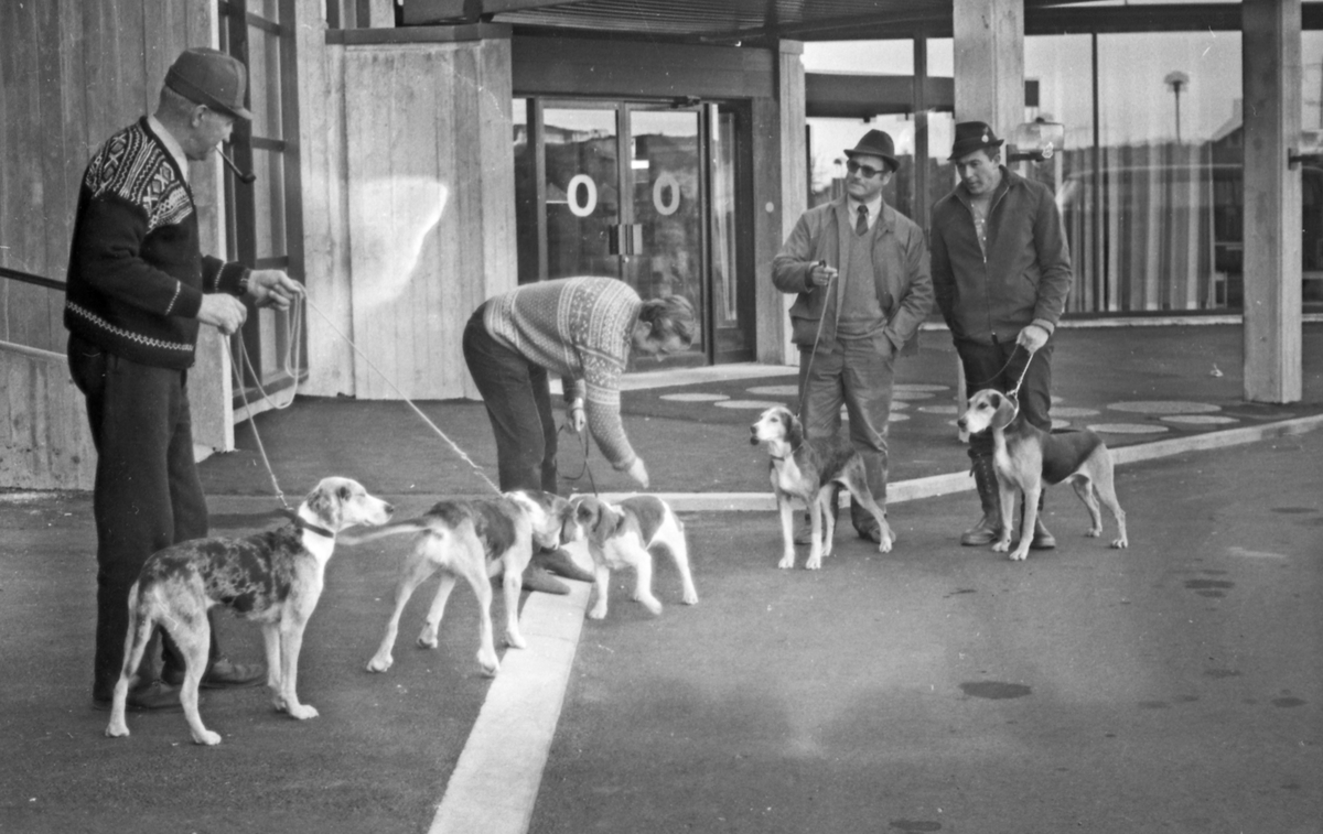 Deltagerne på hundeutstilling lufter hundene utenfor inngangen på Park Hotel.
