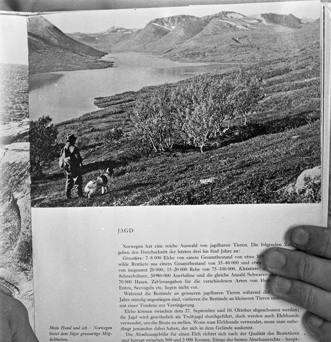 Foto av en side i en bok om jakt i Norge. Tysk tekst. Viser en jeger med hund som går i fjellet.