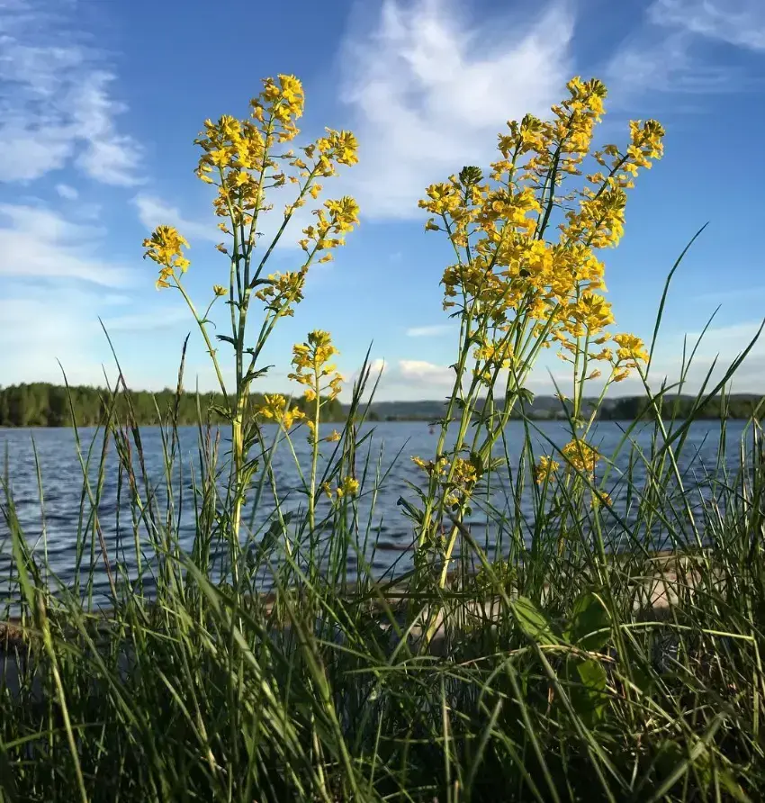 Foto av blomst langs elva