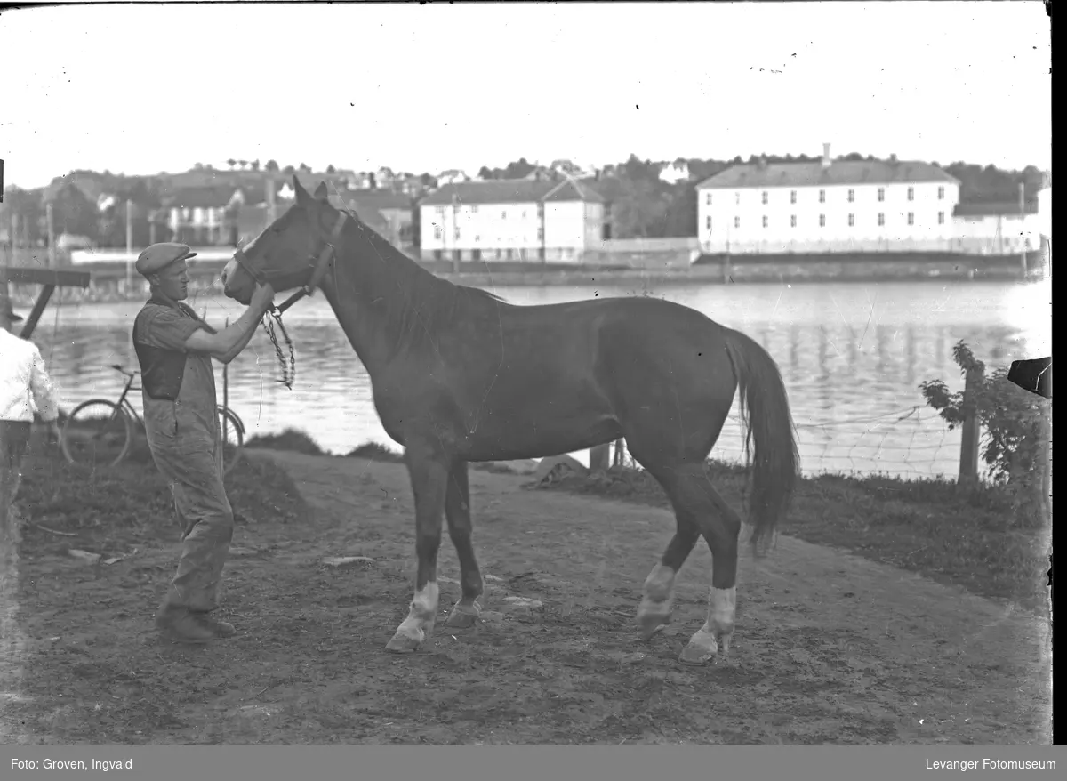 Hest, sportshest portrettert på Nessetsida,  den gamle Byskolen i bakgrunnen.