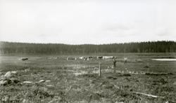 Karsten Oleiv Tandåneset (20/12 1908) og Olav Galaasen, Mart