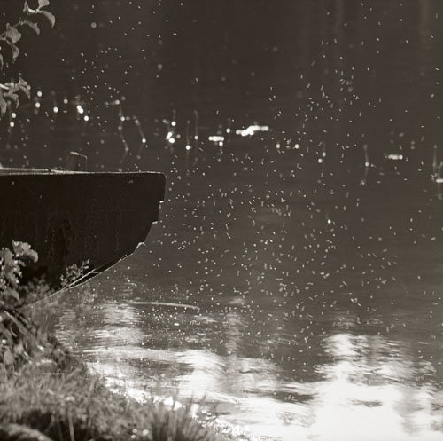 Myggor svärmar runt vattenytan intill en eka i Ängratörn den 3 september 1958.