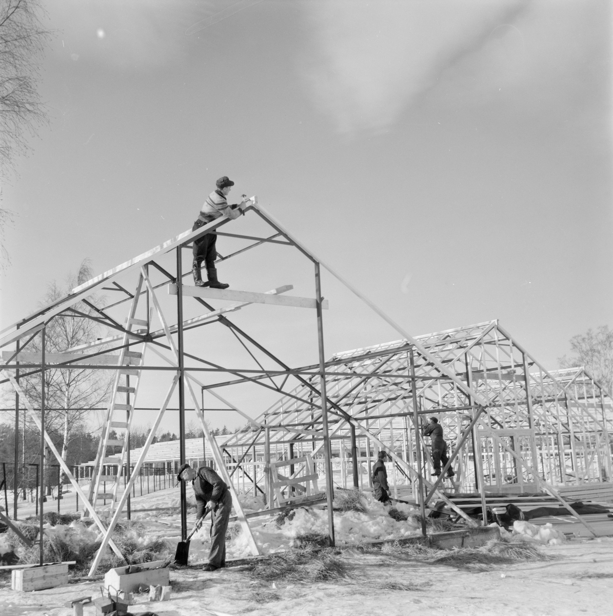 Norsk landbruks jubileumsutstilling 1959. Stillaser monteres til bruk under jubileumsutstillingen.