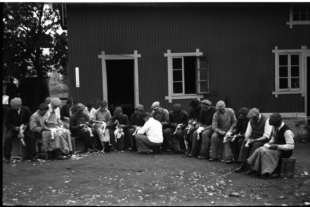Kyllingribbing på "Småbrukerskolen" (Valle) på Lena Ø.Toten. Det synes å være mannfolk som gjør jobben, mens et par kvinner bivåner det hele. Ingen av personene er identifisert. Fire nær identiske bilder.