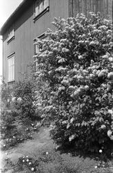 Serie på ni bilder med vår-/forsommermotiv fra fotografens h