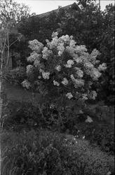 Fem bilder fra fotografens hage på Odberg, Kraby, Ø.Toten.