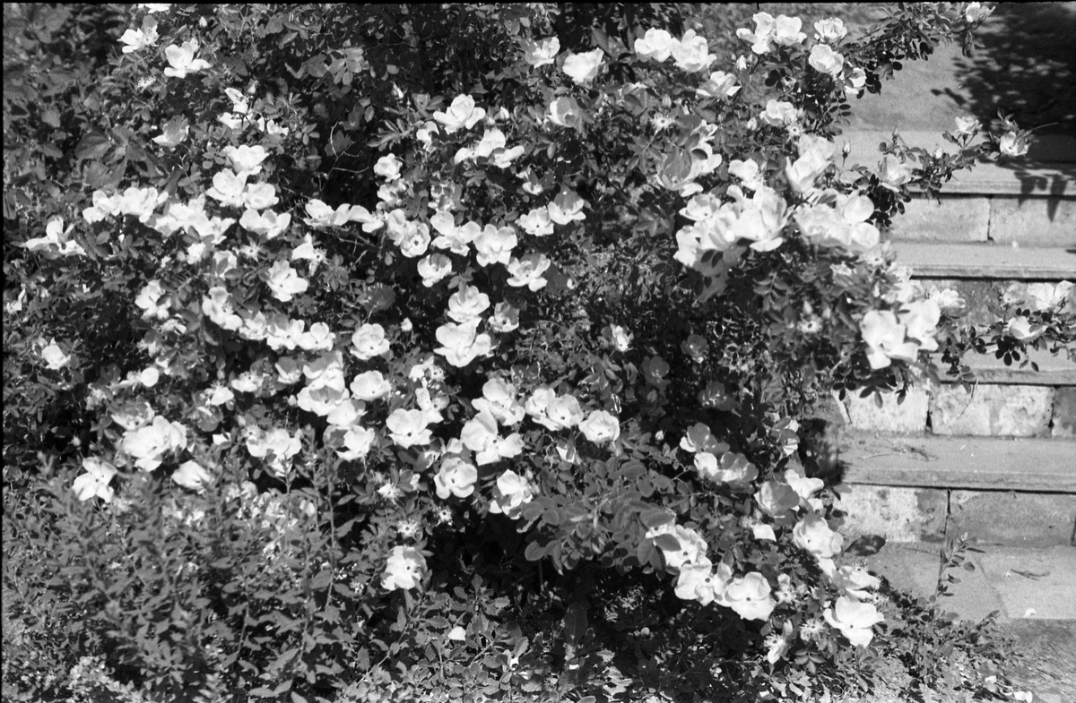 Fem bilder fra hagen på Odberg, Kraby, Ø.Toten. På bilde nummer tre er Karine Røisli og sønnen Kjell. Juni/juli 1948.
