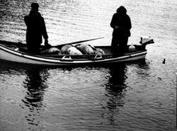 På selfangst på Svalbard  med "Havglimt". Bjarne Isaksen fra