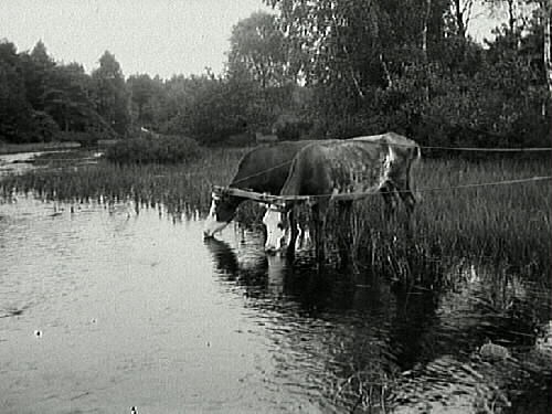 Dragdjur, som hjälper till vid höbärgningen, dricker i en å.