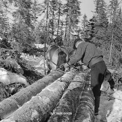 Tømmerkjøreren Karinus Loftet (1907-1985) fra Sørskogbygda i